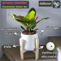 ? กุมารแดงเรียกทรัพย์ Philodendron Cherry Red (ต้นใหญ่) พร้อมกระถางเบลล่า 9"นิ้ว+เม็ดPopper+ขาตั้ง ต้นไม้มงคล