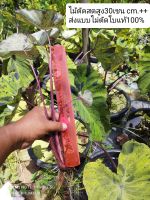 โมจิโต้ (ตัดสด) Colocasia Mojito