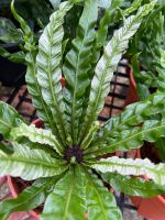 ข้าหลวงด่าง Asplenium fuzzy variegated กระถาง 6”