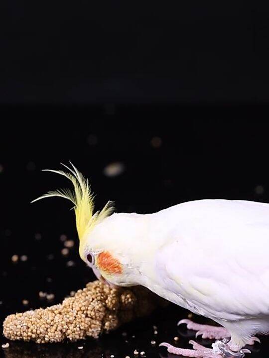 Millet Spray Red Millet Bird Food Seed Grape Seed for All Pet Birds