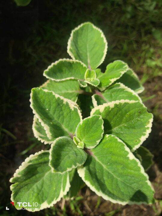 Oregano variegated anti mosquito plants ☘️ garden Bloom Lazada PH