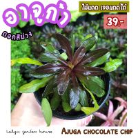 ??อาจูก้า ชอคโกแลตชิพ (ajuga chocolate chip) ??ไม้ทนแดด แตกกอเอง มีทั้งใบสีน้ำตาลชอคโกแลตและเขียว