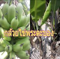 หน่อกล้วยไข่พระตะบอง ขุดยาวปมาน 30 ซม. กล้วยหายากน่าสะสม ตัดยอดส่ง