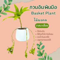 วาสนาเลื้อย กวนอิมพันมือ วาสนาพาโชค ไม้มงคล ไม้ประดับ  Basket Plant