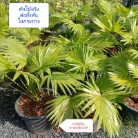 ปาล์มจีน ปาล์มเซี่ยงไฮ้ Livistona chinensis ปาล์ม ต้นปาล์ม ต้นจริงส่งพร้อมกระถาง สวนลุงแท็ค