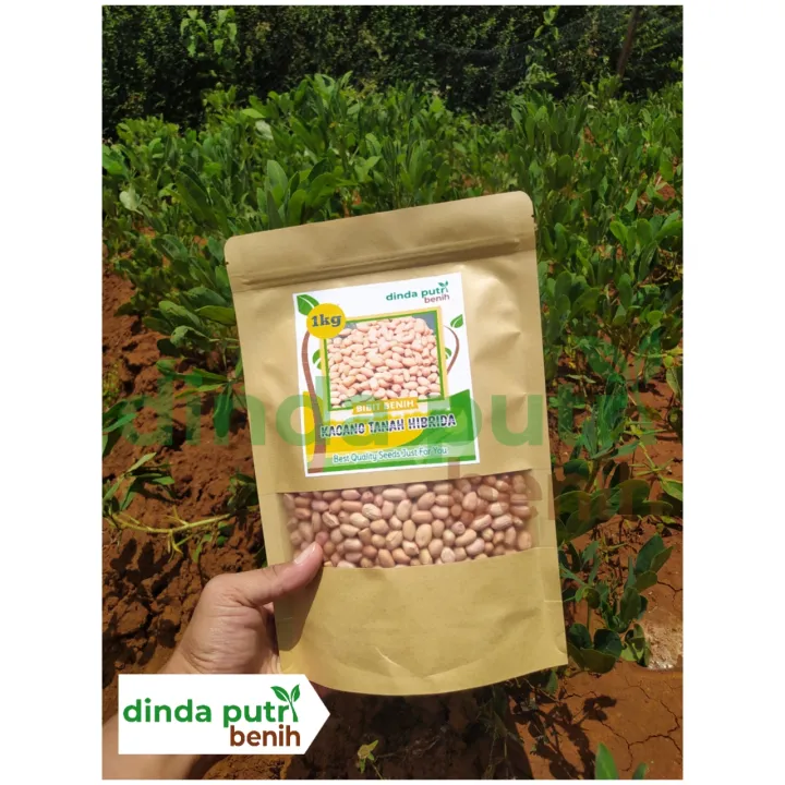 Benih Kacang Tanah Hibrida 1 Kg Super Varietas Gajah Bibit Kacang