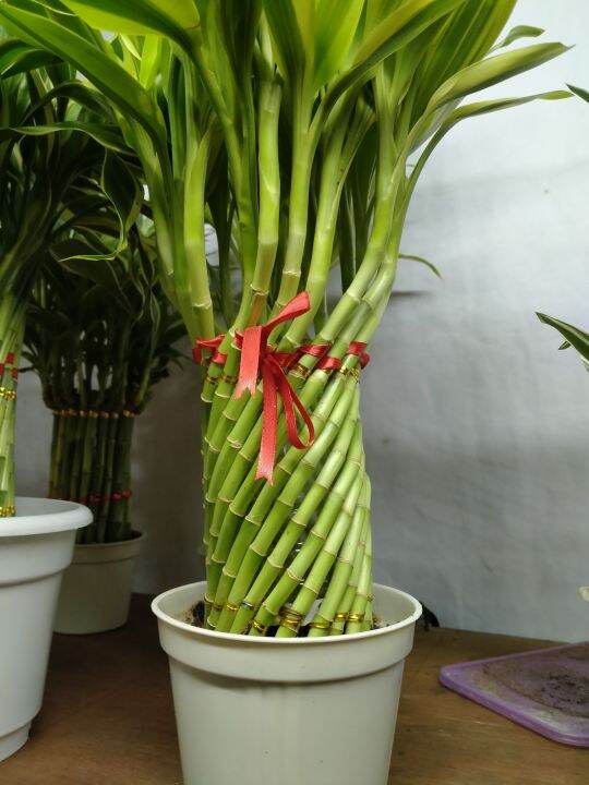 Lucky bamboo indoor plant for good fortune, 21 pcs stalks represent of