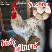 ไข่เชื้อ ไก่ไทบาร์ ชุด 5 ฟอง สำหรับฟัก