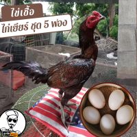 ไข่เชื้อไก่เยียร์ ชุด 5 ฟอง สำหรับฟัก