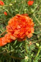 เมล็ดพันธุ์ ดอกแพรเซียงไฮ้ ดอกซ้อน สีส้ม (Orange Portulaca Double Flower (Portulaca grandiflora) บรรจุ 200 เมล็ด คุณนายตื่นสาย