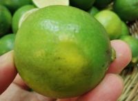 มะนาว 1 กิโล / Lime Fruits 1 Kilo