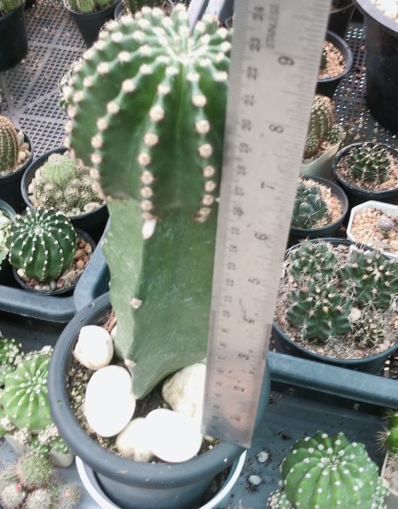 แคคตัส-อิชินอปซิส-ไฮบริด-พิงค์แองเจิ้ล-echinopsis-hybrid-angel