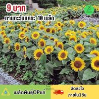 9 บาท ถูกที่สุด เมล็ดพันธุ์ดอก ทานตะวันแคระ