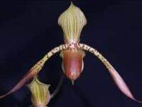 Paph.lowii x  Paph.rothschildianum ขนาดกระถาง 2 นิ้ว