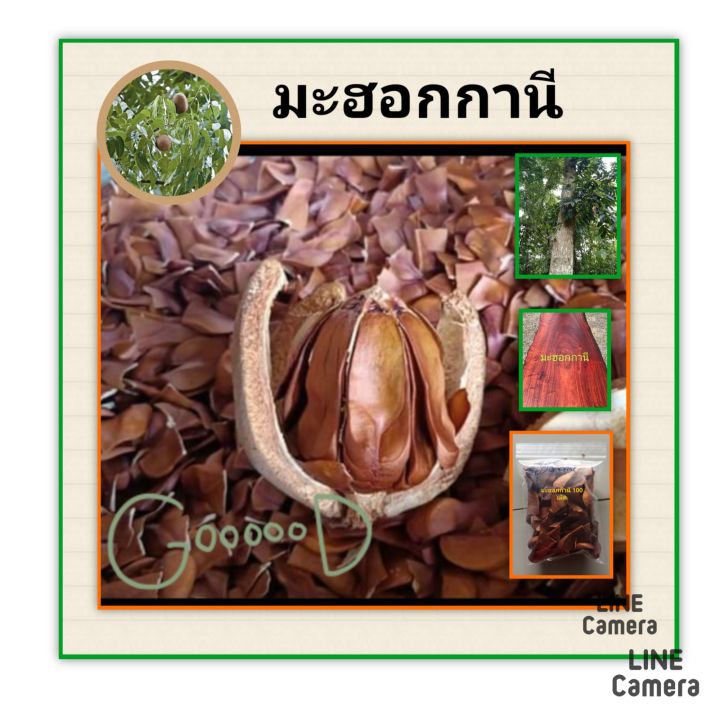 เมล็ดพันธุ์ต้นมะฮอกกานี-เมล็ดพันธุ์ไม้ประดับ-ไม้ยืนต้น-เมล็ดพันธุ์ไม้เศรษฐกิจ-เมล็ดพันธุ์ใหม่ปีนี้-ชุดล่ะ-50-เเละ-100-เม็ด