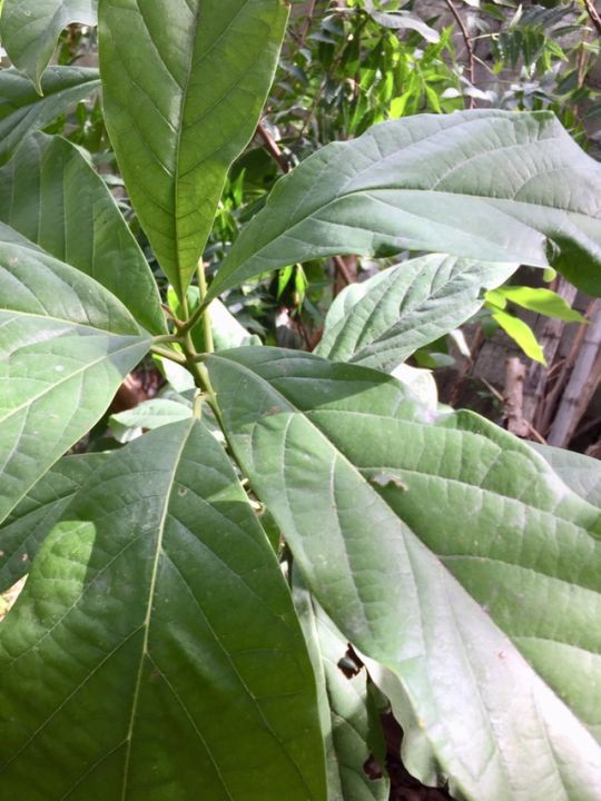 Avocado Leaves Freshly Picked Lazada Ph 8382