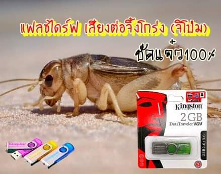 เสียงต่อจิ้งโกร่ง-จิโปม-เสียงต่อจิโปม-flash-drive-ชัดแจ๋ว-100