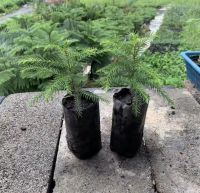 ได้ต้นไม้ประดับสวยๆ ต้นสนฉัตร (Norfolk island pine)? สูง 10-15 ซม. ถุงขนาด 3 นิ้ว พร้อมลงดินได้เลยย ปลูกง่าย โตเร็ว ทนแล้ง ทนฝน