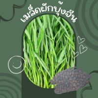 เมล็ดพันธุ์ ผักบุ้งจีน 400 เมล็ด เมล็ดแท้op 20กรัม