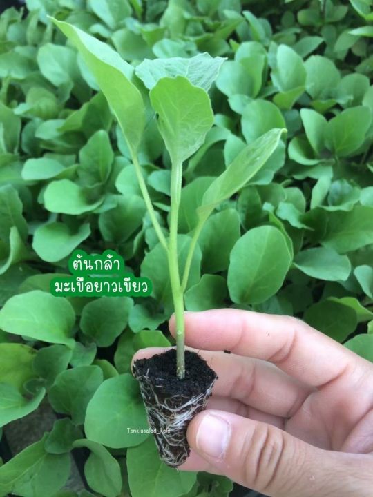 ต้นกล้ามะเขือยาวเขียว-พร้อมส่ง-ไม่พรีออเดอร์