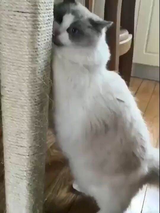 DIY Cat Scratcher Rope Twisted Sisal Rope Replacement Cat Tree