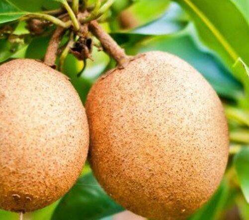 chikoo seed fruit, benih buah ciku | Lazada