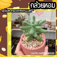 ??ไม้อวบน้ำ ต้นกล้วยหอม ( Sedum pachyphyllum ) ?? เหมือนกล้วยจริงๆ ยิ่งเจอแดดตรงปลายจะเป็นสีน้ำตาล แตกกิ่งง่าย?