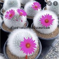 แมมลูกแมวไร้หนาม (Mammillaria guelzowiana lau 640)