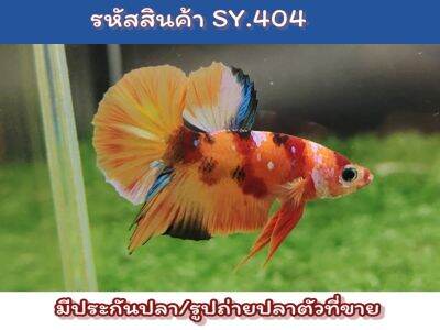 ปลากัดนีโม่ เพศผู้พร้อมรัด ขนาด 1.4-1.5 นิ้ว