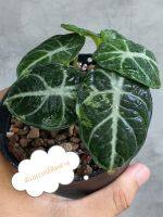 แบล็คเวลเว็ทลุ้นด่าง Alocasia black velvet var.
ไม้เนื้อเยื่อ ต้นแข็งแรง