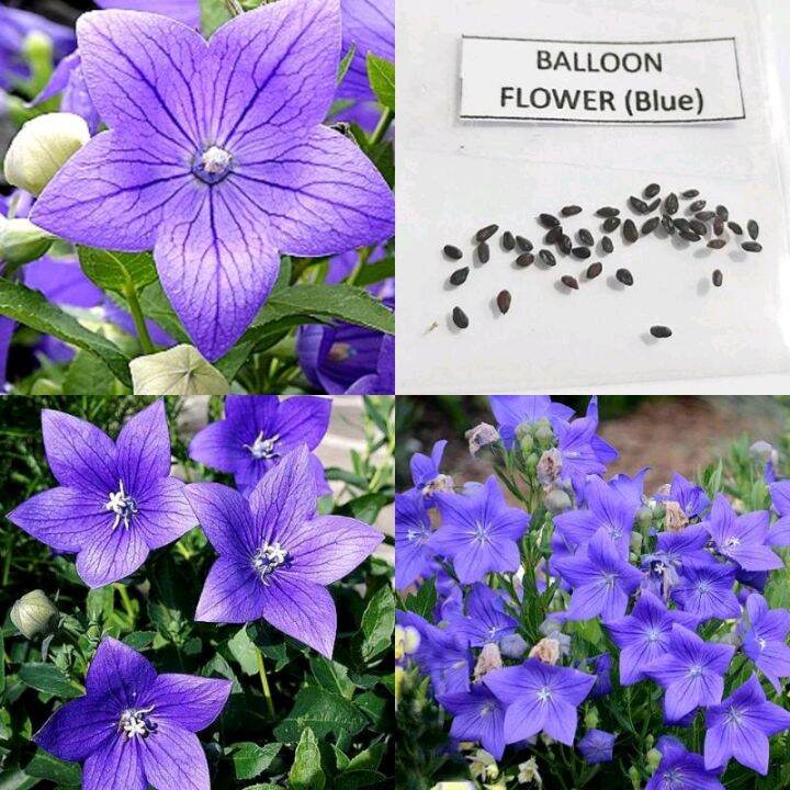 BALLOON FLOWER BLUE seeds Lazada PH