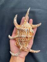 sea Spider conch shell Collectible high quality clam 20-25cm