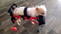 วีลแชร์สุนัข แมว  อ่อนแรง4ขา ขนาดไซส์ XS. สัตว์เลี้ยง รถเข็น wheelchair dog **ติดต่อร้านค้าก่อนสั่งซื้อ**โดยสัตวแพทย์