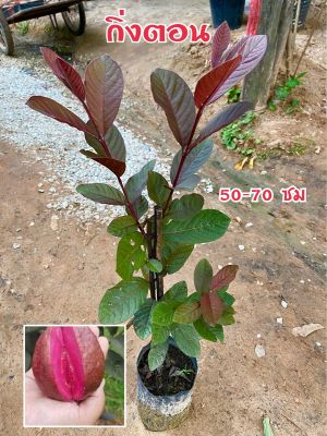 ต้นฝรั่งแดงทับทิมสยาม กิ่งตอน ลูกและเนื้อในสีแดงอมม่วง ลูกใหญ่ หวาน กรอบ ขนาดต้น50-70 ซม
