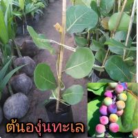 ต้นองุ่นทะเล ครุฑทะเล Sea Grape กิ่งตอน สูง40-50เซนติเมตร ไม้ยืนต้นขนาดกลาง ผลกินได้ รสหวาน