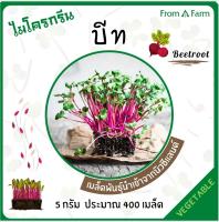 Form a Farm | ฟอร์มอะฟาร์ม  เมล็ดบีท (Beetroot seed) 5 กรัม 400 เมล็ด ไมโครกรีน ปลูกต้นอ่อน กินได้ ปลูกง่ายประโยชน์เยอะ บีท บีทรูท ปลูกผักกินเอง