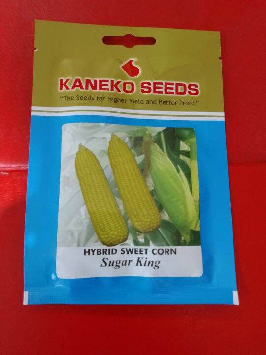 SUGAR KING HYBRID SWEET CORN SEEDS(10GRMS/APPROX72SEEDS)KANEKO SEEDS