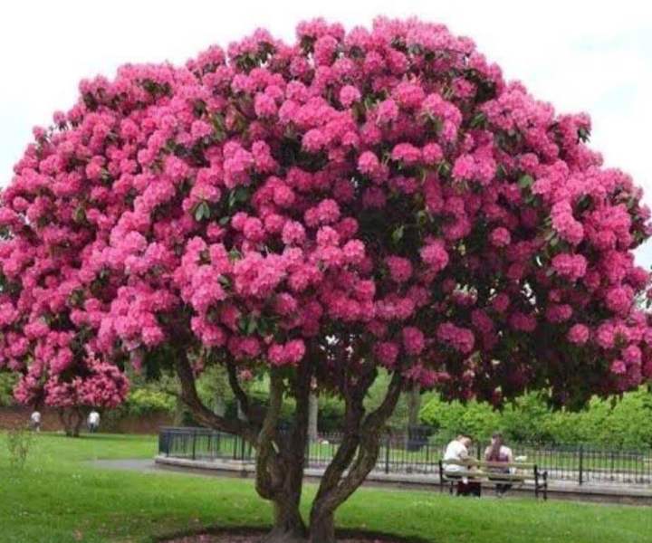 ต้นดอกกุหลาบพันปี-ไม้ยืนต้น-มีดอกสีชมพูสวยงาม-มีกลิ่นหอมไกล