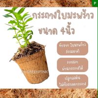 (ยกลัง) 200ชิ้น กระถางใยมะพร้าว coir pors cocopots  กระถางต้นไม้ กระถางกากมะพร้าว กระถางรักษ์​โลก กระถางปลูกต้นไม้