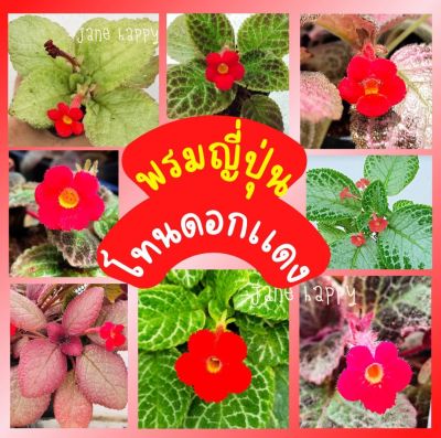 พรมญี่ปุ่น "โทนดอกสีแดง" (
red flower tone) สีดอกเด่นชัด มีหลากหลายแบบ ปลูกง่าย เลี้ยงง่าย โตไว ราคาถูก(กระถาง 3 นิ้ว)