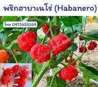 พริกฮาบาเนโร่ (Habanero) เป็นพริกที่มีความเผ็ดจัด อยู่ในระดับ 100,000-400,000 Scoville