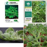 เมล็ด ไอซ์แพลนท์   Ice plant  / Crystalline Iceplant บรรจุ 200 เมล็ด / 2000 เมล็ด