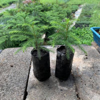 สนฉัตร ( Norfolk island pine ) ? 13-15 ซม.เพาะเมล็ดนำเข้าจากฮาวาย