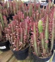 ยูโฟเบียทับทิมแดง สลัดไดแดง euphorbia trigona rubra