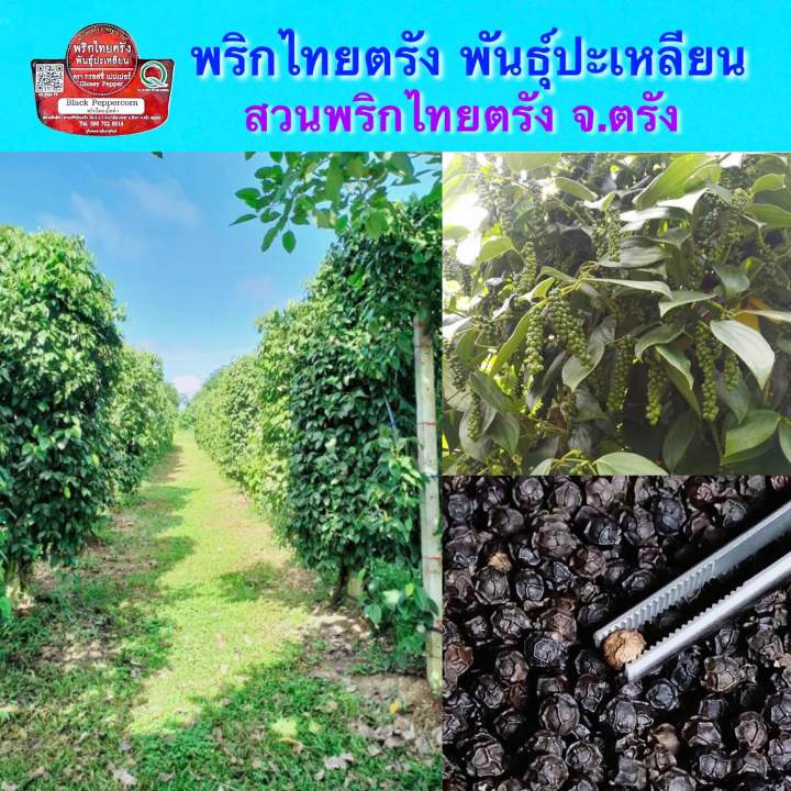 พริกไทยดำชนิดเม็ด-พันธุ์ปะเหลียน-สวนพริกไทยตรัง-สวนกิตติ-ซองบรรจุ-100-กรัม