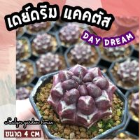 ?? ยิมโนเดย์ดรีมแคคตัส Gymnocalycium Day Dream (ขนาด 4 cm)ไม้ยิมโนผิวม่วง ไม่มีหนาม ไม้สะสมที่ต้องมีอยู่ทุกบ้าน ???