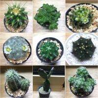 Cactus หลากหลายสายพันธุ์