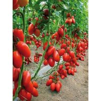 เมล็ด มะเขือเทศ เชอรี่ สวีทเกิร์ล Red Cherry Tomato ? Sweet Girl Seed) บรรจุ20เม็ด