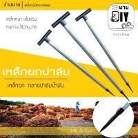 เหล็กเเทงปาล์ม
