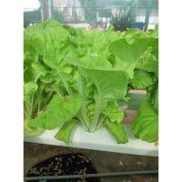 เมล็ดพันธุ์ ไดโตเกียว เบกานา (Chinese Cabbage Daitokyo Bekana) บรรจุ 200 เมล็ด